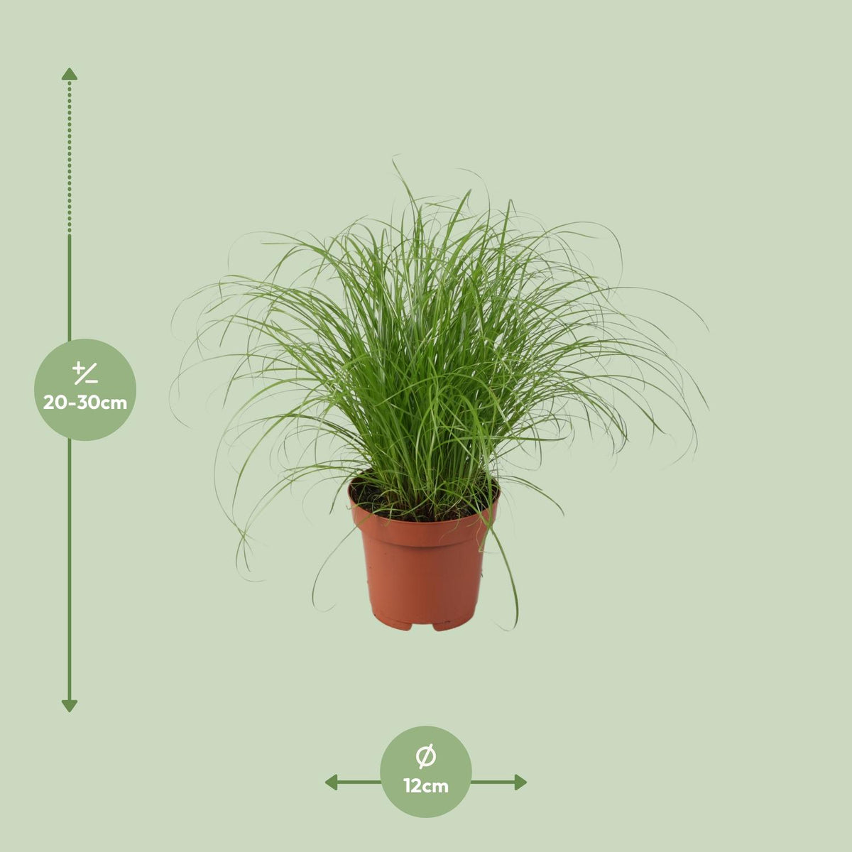 Detailfoto van Cyperus Alternifolius Zumula