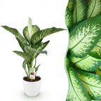 Diefenbachia Tropic Snow, kenmerkend blad
