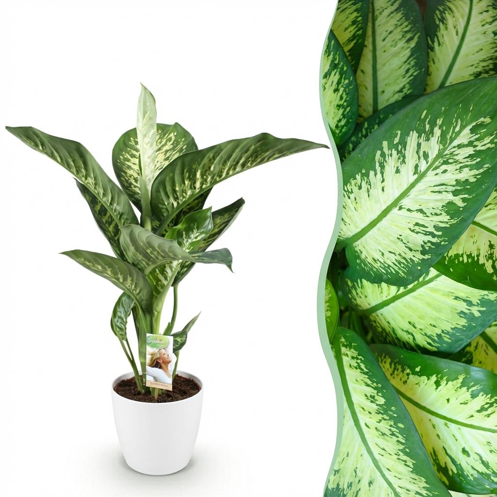 Diefenbachia Tropic Snow, kenmerkend blad