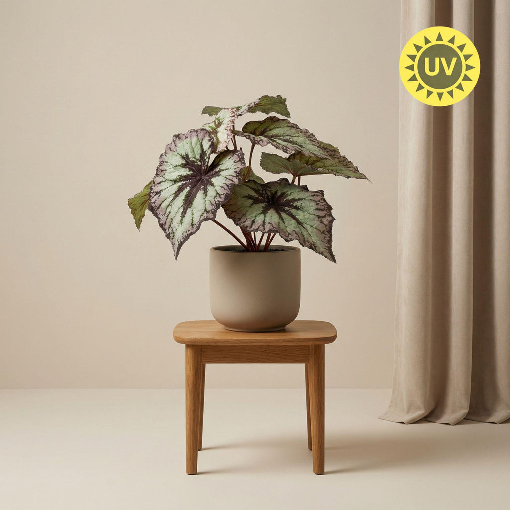 Begonia, plant in pot