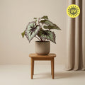 Begonia, plant in pot