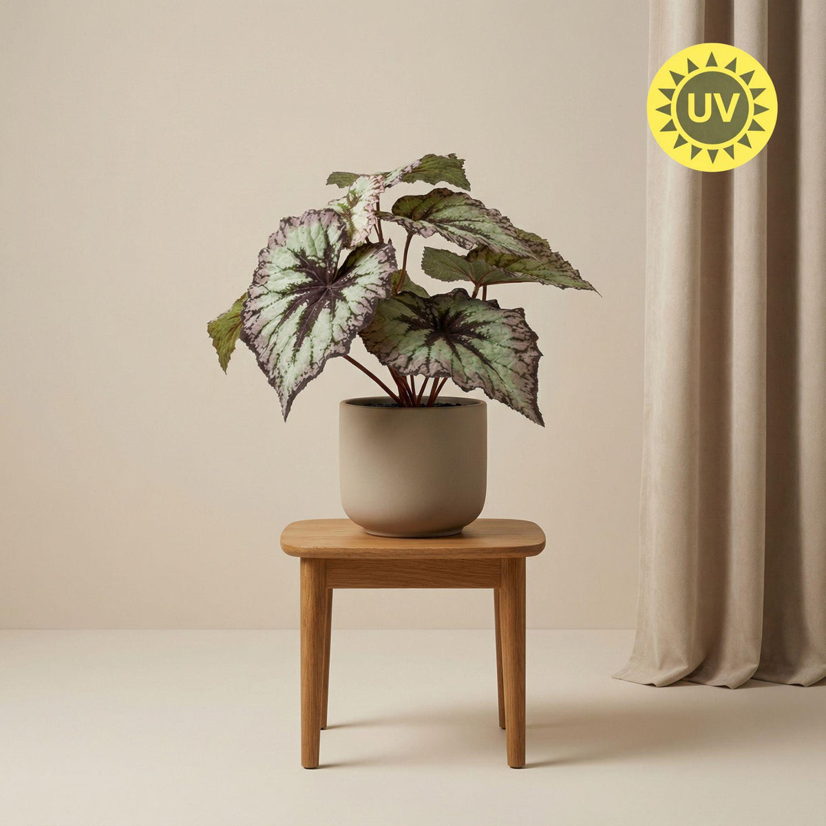 Begonia, plant in pot