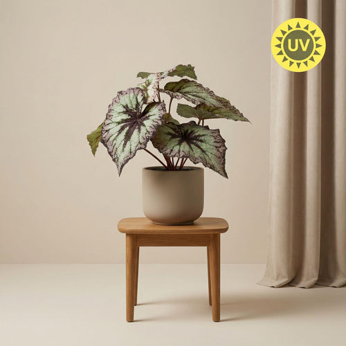 Begonia, plant in pot