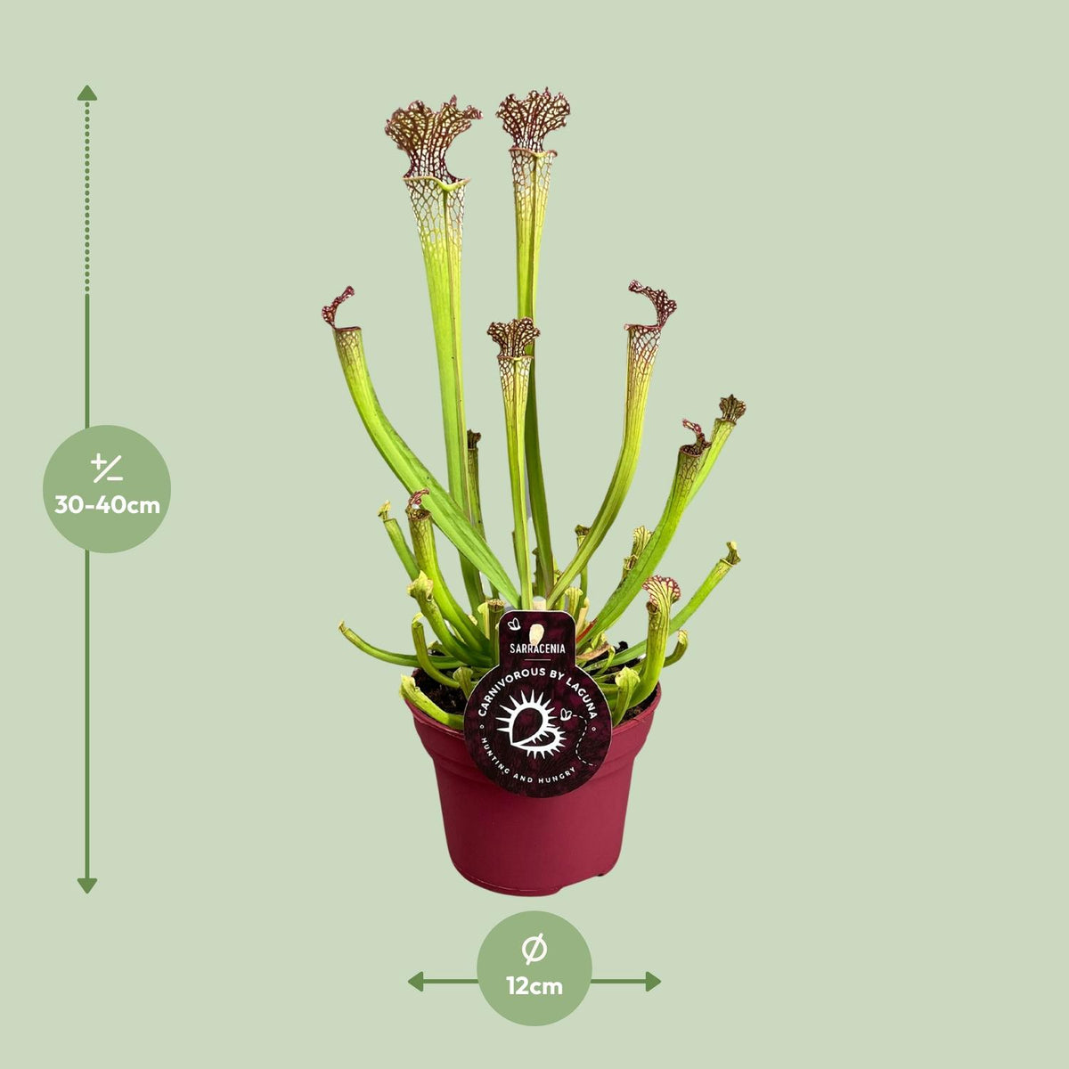 Productafbeelding van Pureplant