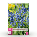 Hyacinthoides non Scripta, detail van het blad
