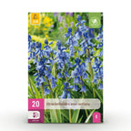 Hyacinthoides non Scripta, detail van het blad