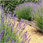 Productfoto van 24 x Lavandula angustifolia Felice®