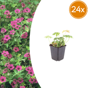 Geranium macr. &