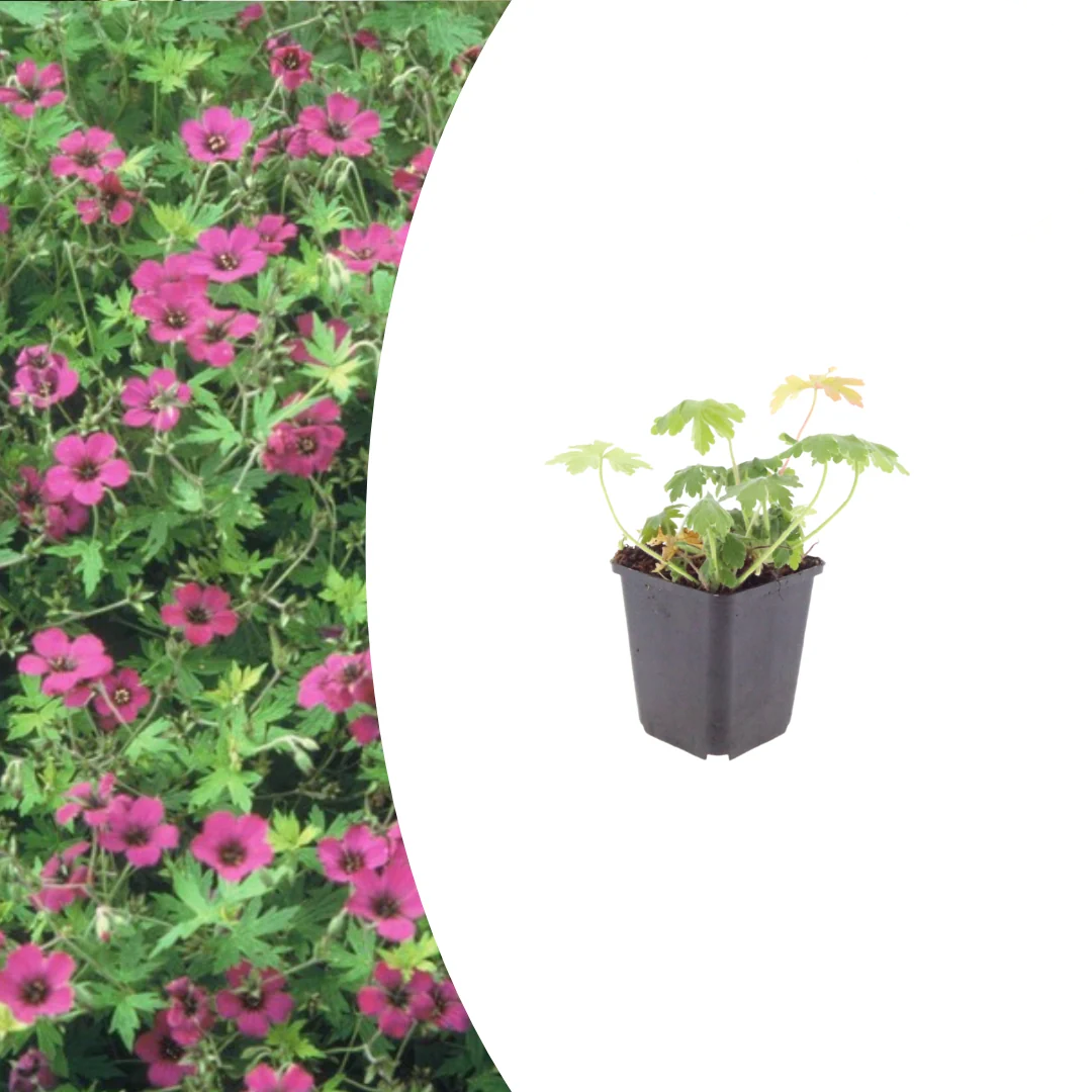 Geranium macr. 'Bevan's Variety', groene bladeren