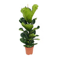 Productfoto van Ficus lyrata, vioolbladplant met groot blad, 100 cm hoog