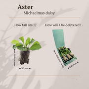 Aster pluggen voor een kleurrijke najaarstuin, 6 stuks
