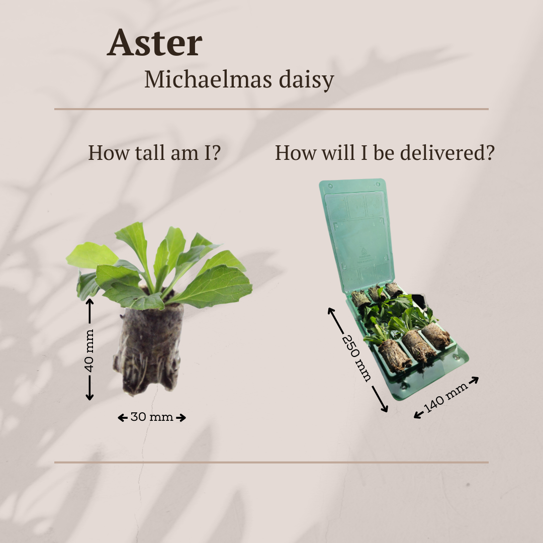 Aster pluggen voor een kleurrijke najaarstuin, 6 stuks, groene bladeren