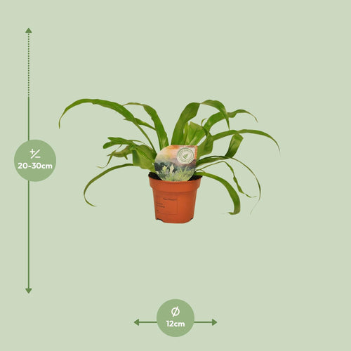 Detailfoto van Asplenium Antiquum