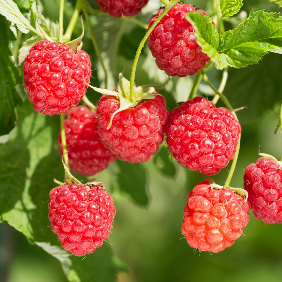 Frambozenplant Malling Promise, fruitgewas voor de tuin, kenmerkend blad