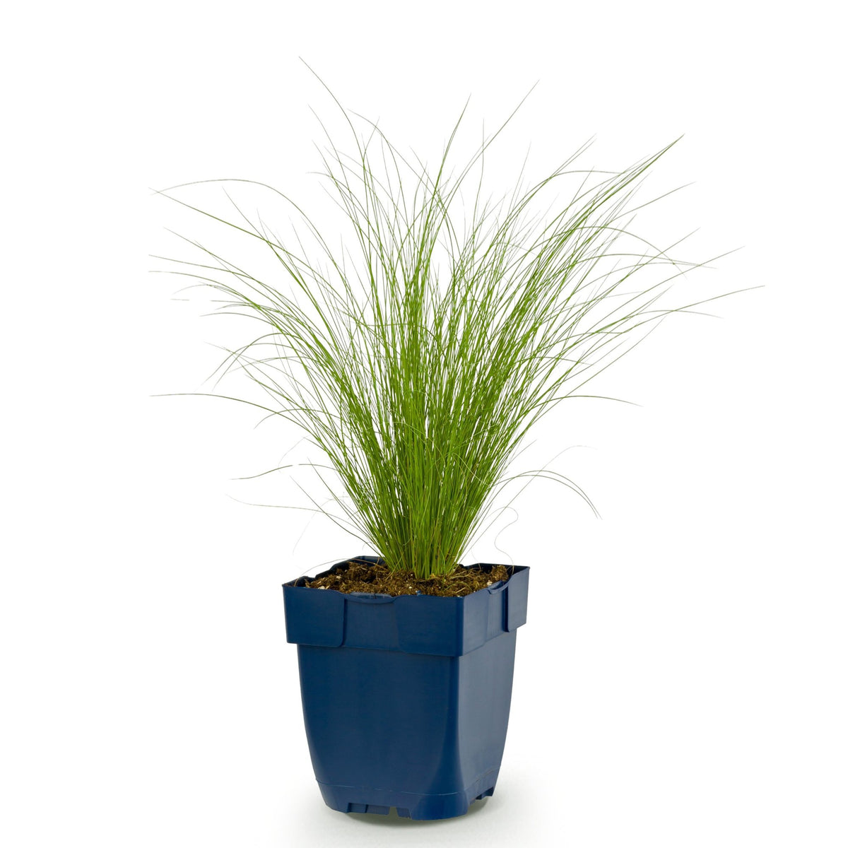 Vedergras Stipa tenuissima 'Ponytails', groenblijvend, sterke plant