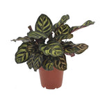 Calathea Makoyana - Pauwenplant, detail van het blad