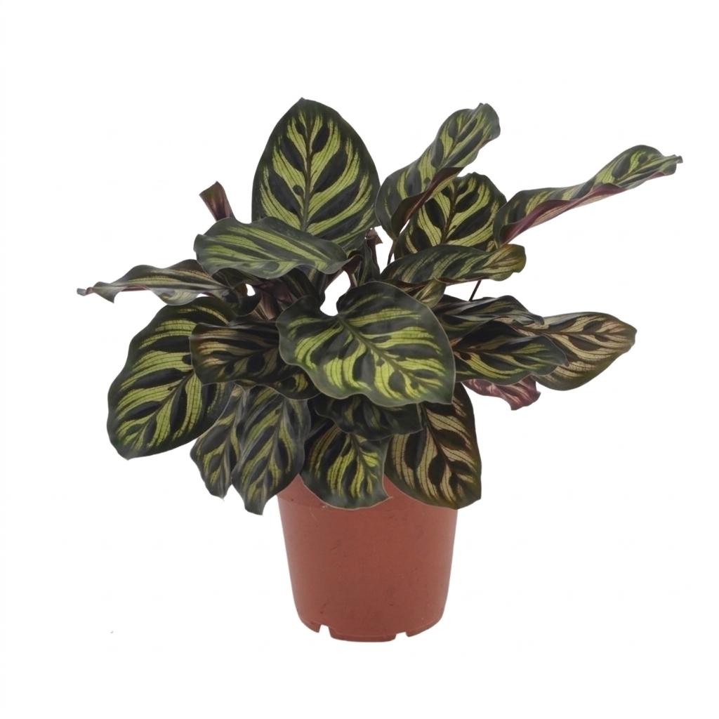 Calathea Makoyana - Pauwenplant, detail van het blad