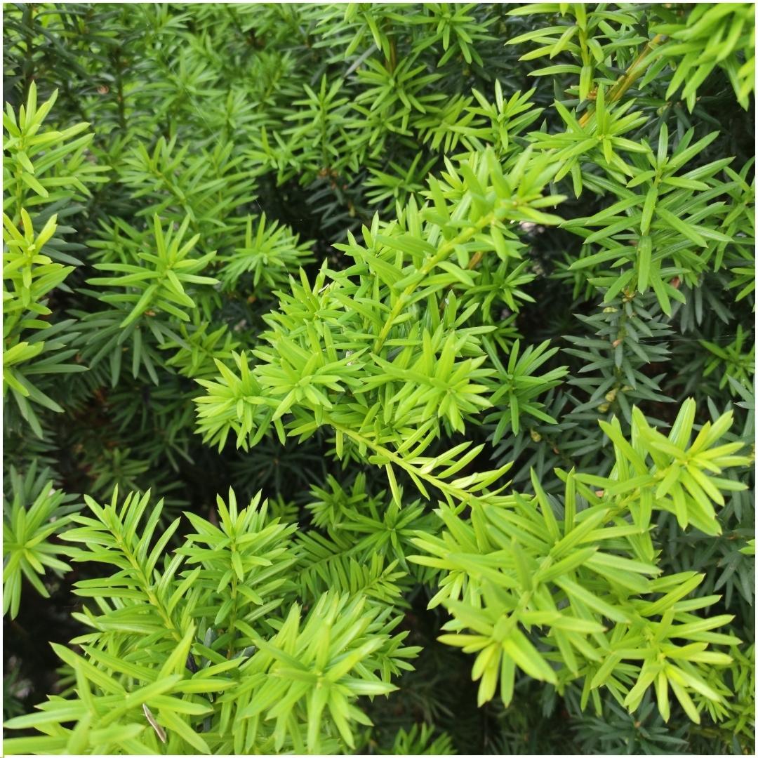 Venijnboom haag Taxus media 'Farmen', 6 planten voor 1 meter, detail van het blad