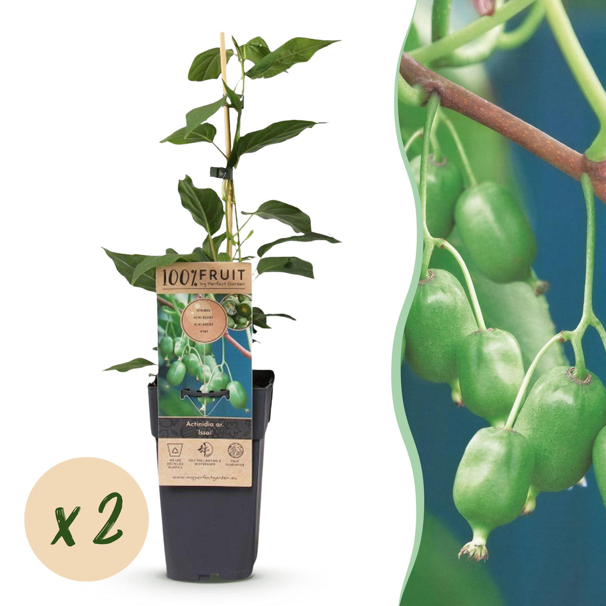 2x Kiwibessenplant Issai, plant in pot