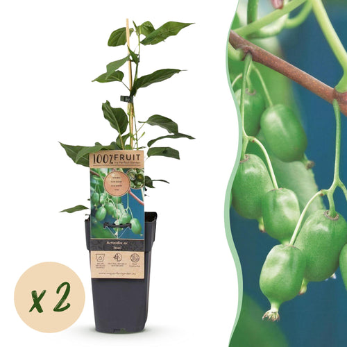 2x Kiwibessenplant Issai, plant in pot