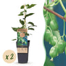 2x Kiwibessenplant Issai