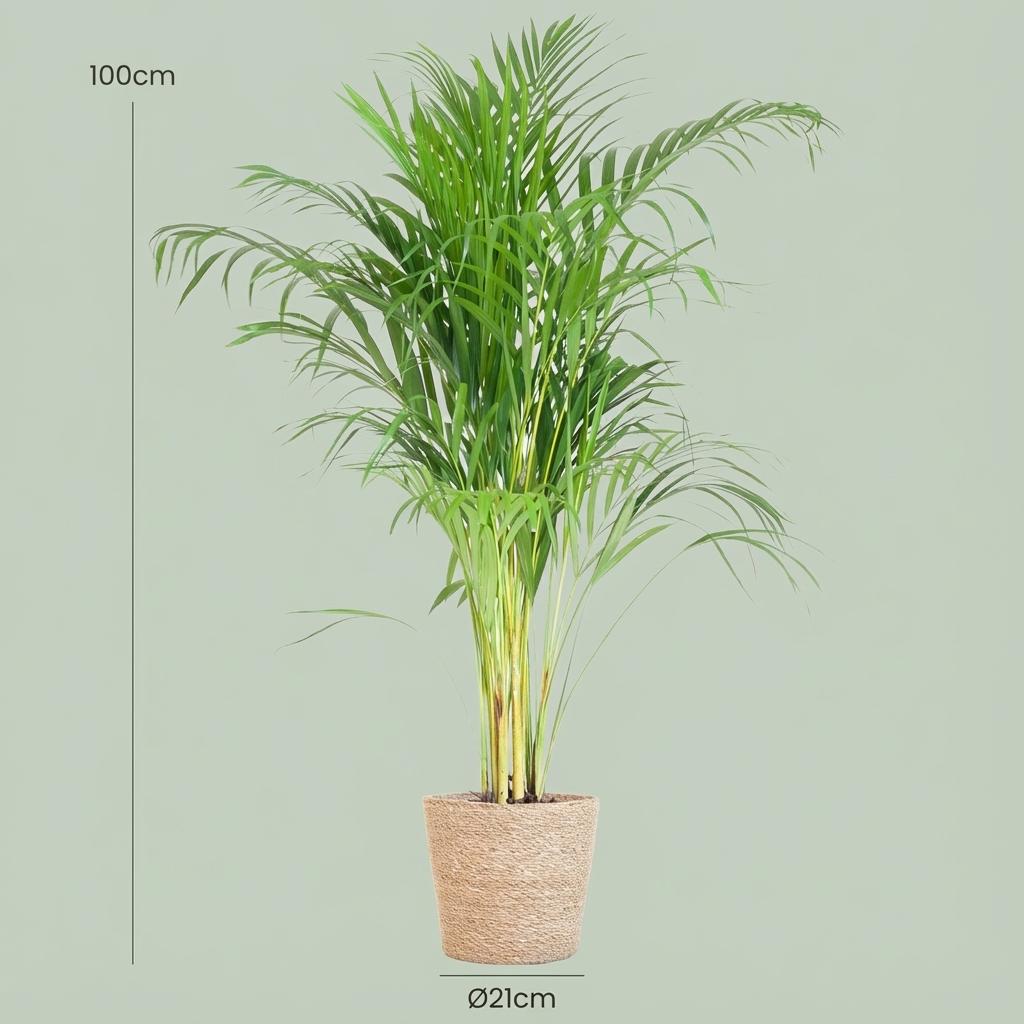Areca Palm (Dypsis) met Zeegras mand naturel, kenmerkend blad