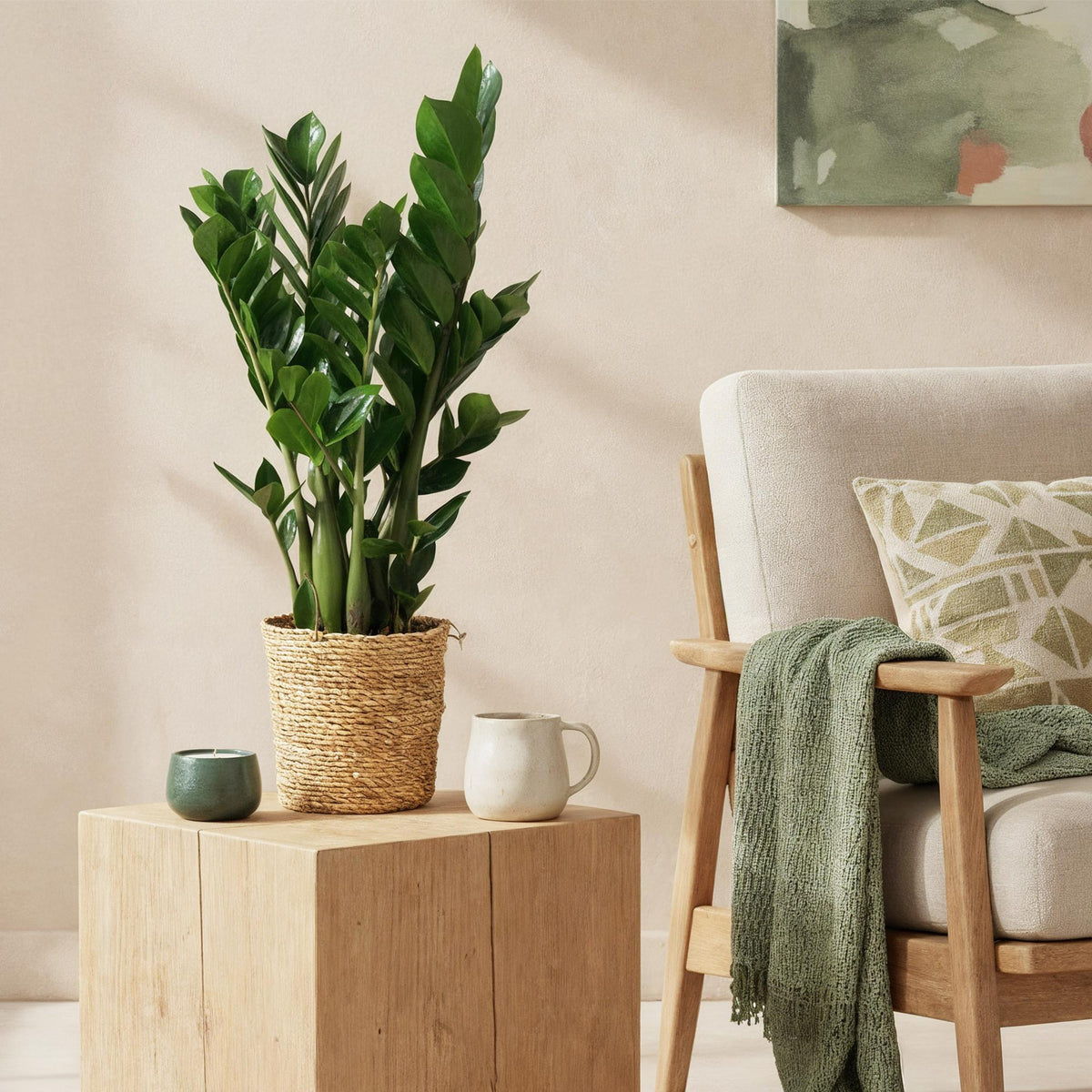 Zamioculcas, 65-75 cm hoog, groene bladeren