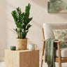 Zamioculcas, 65-75 cm hoog