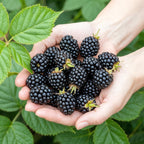 Braam Rubus fruticosus Black Satin, compacte plant