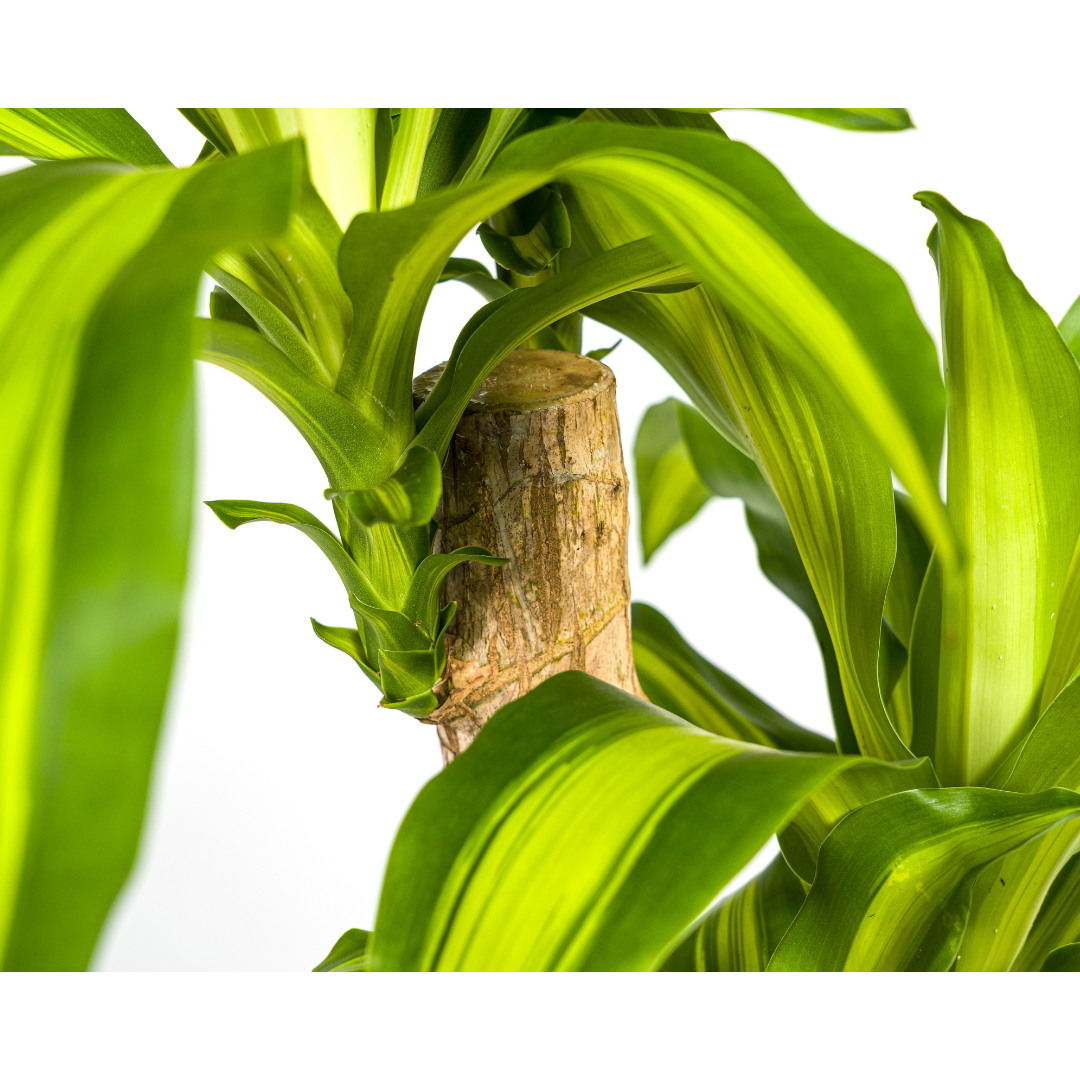 Dracaena Fragrans Massangeana, groene bladeren