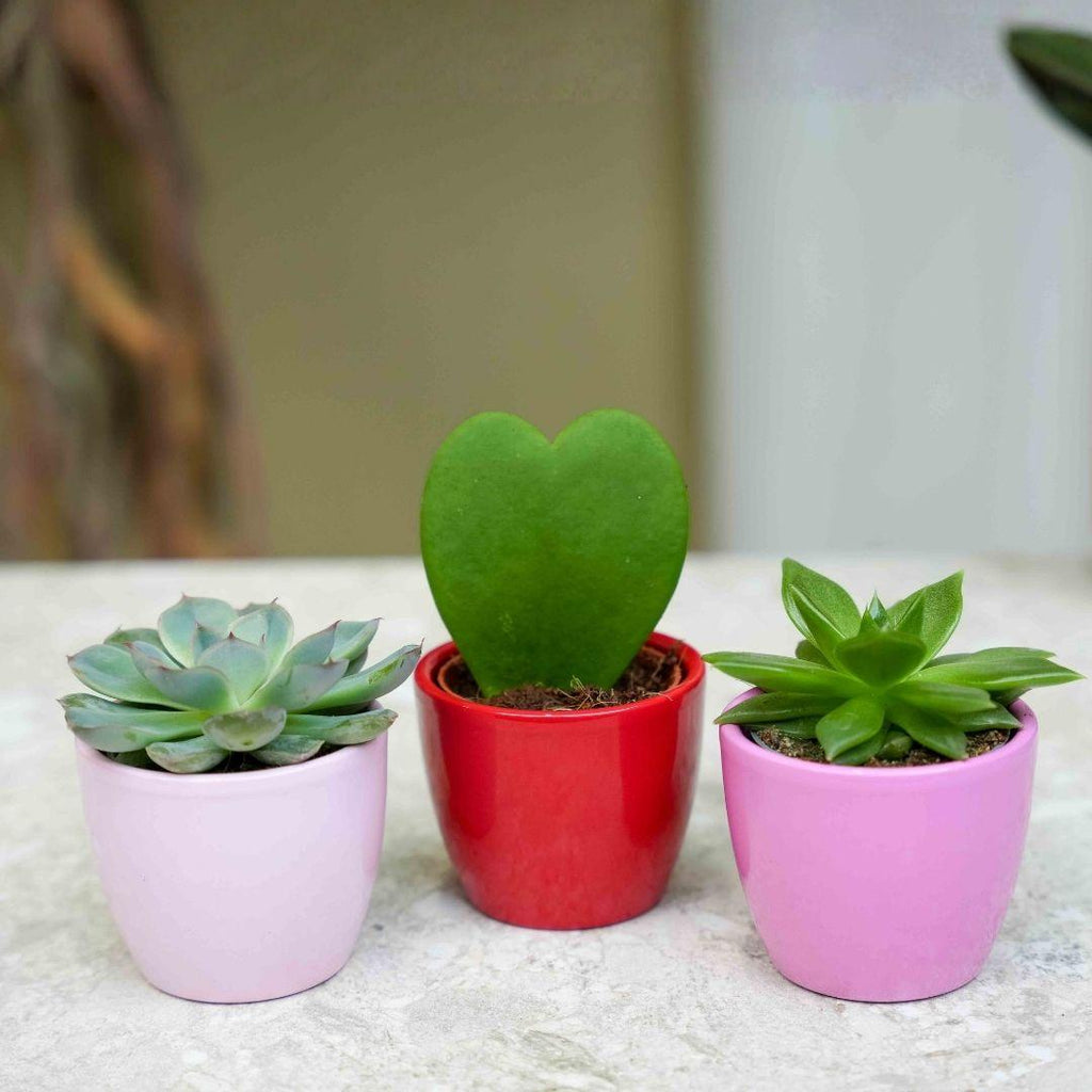 Vetplanten set van 3 met mini pot 'Love', roze-rood, Ø6 cm, plant in pot