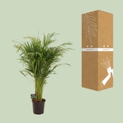 Dypsis Lutescens