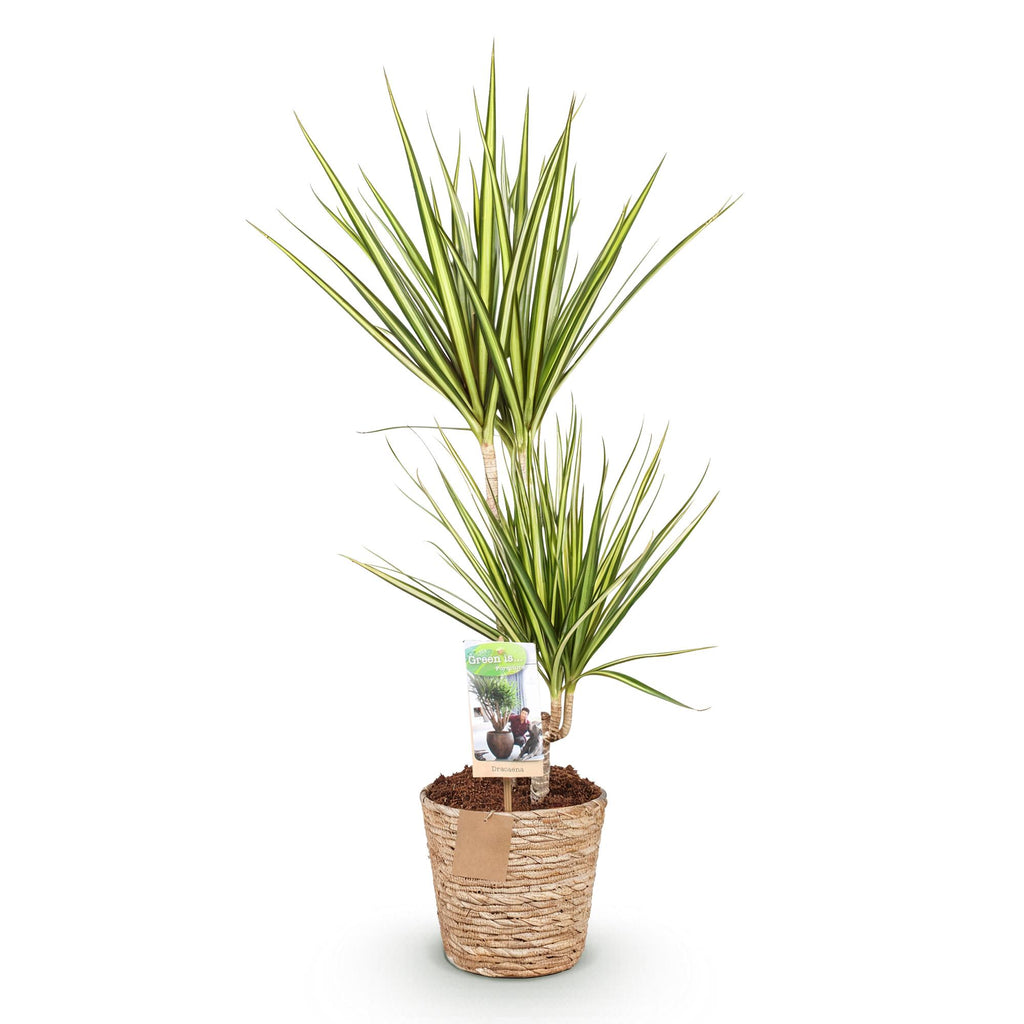 Dracaena Sunray met mand, kenmerkend blad