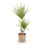Dracaena Sunray met mand, kenmerkend blad