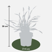 Liriope muscari &
