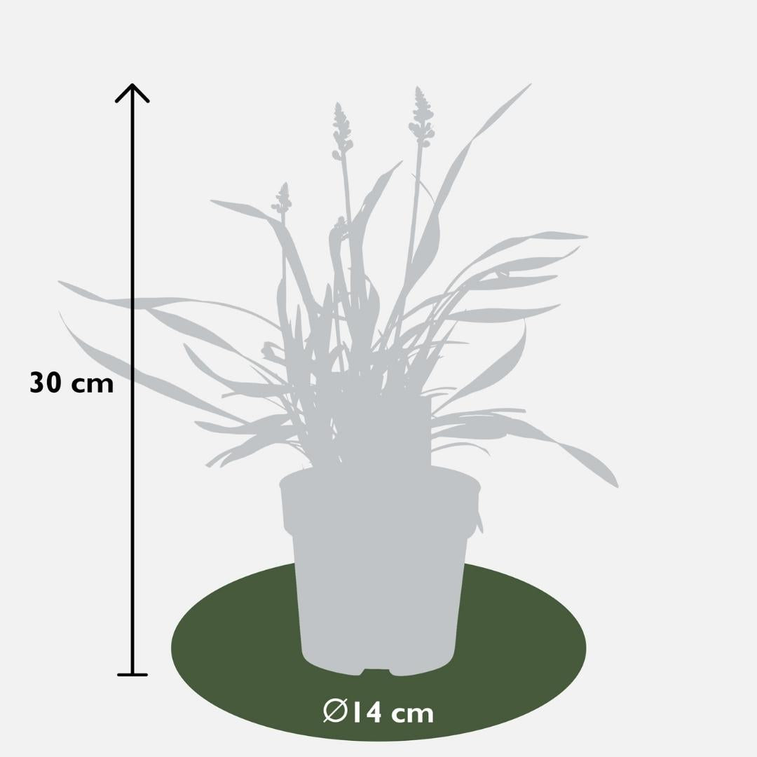 Liriope muscari 'Ingwersen', 25 cm hoog, groene bladeren