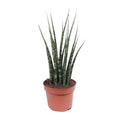 Productfoto van Sansevieria Fernwood Mikado