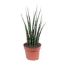 Sansevieria Fernwood Mikado