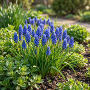 Blauw druifje Muscari armeniacum bloembollen, foto 2
