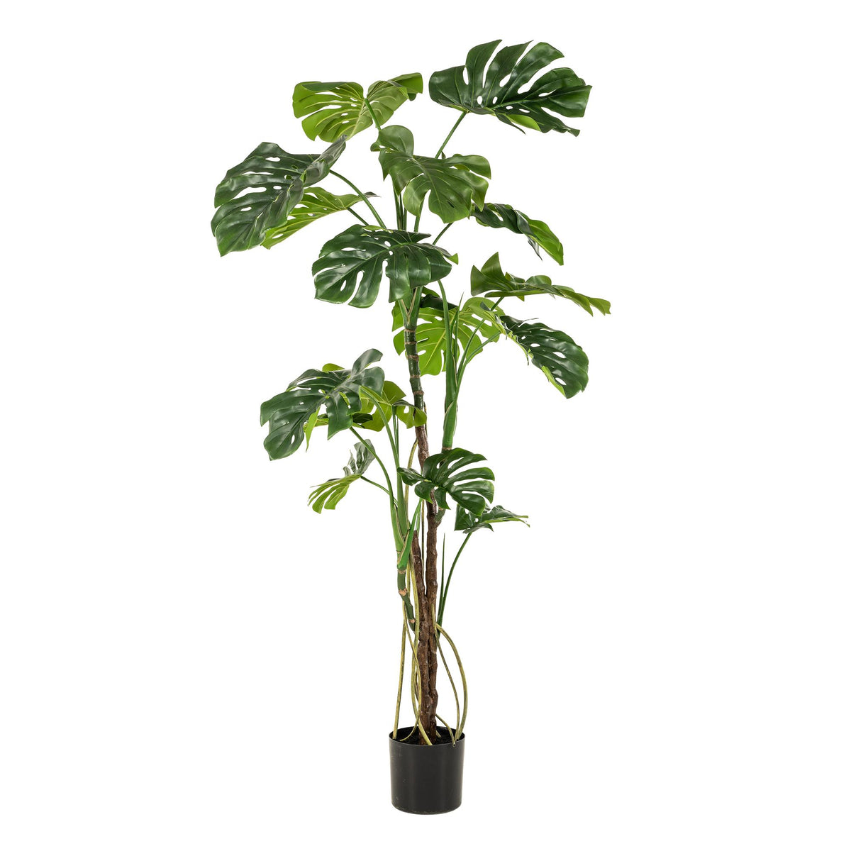 kunstplant - Monstera  - Gatenplant, groeiwijze van de plant