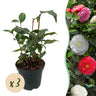 Camelia japonica Tricolour