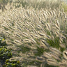 12x Pennisetum alopecuroides 'Hameln'