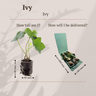 Hedera – 6 Pluggen | Groeien & Geniet van Bedekking