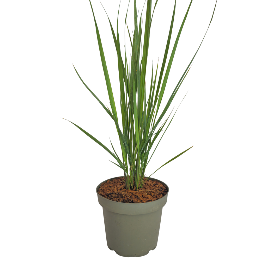 Vingergras Northwind, sterk opgaand siergras, detail van het blad