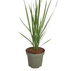 Vingergras Northwind, sterk opgaand siergras, detail van het blad