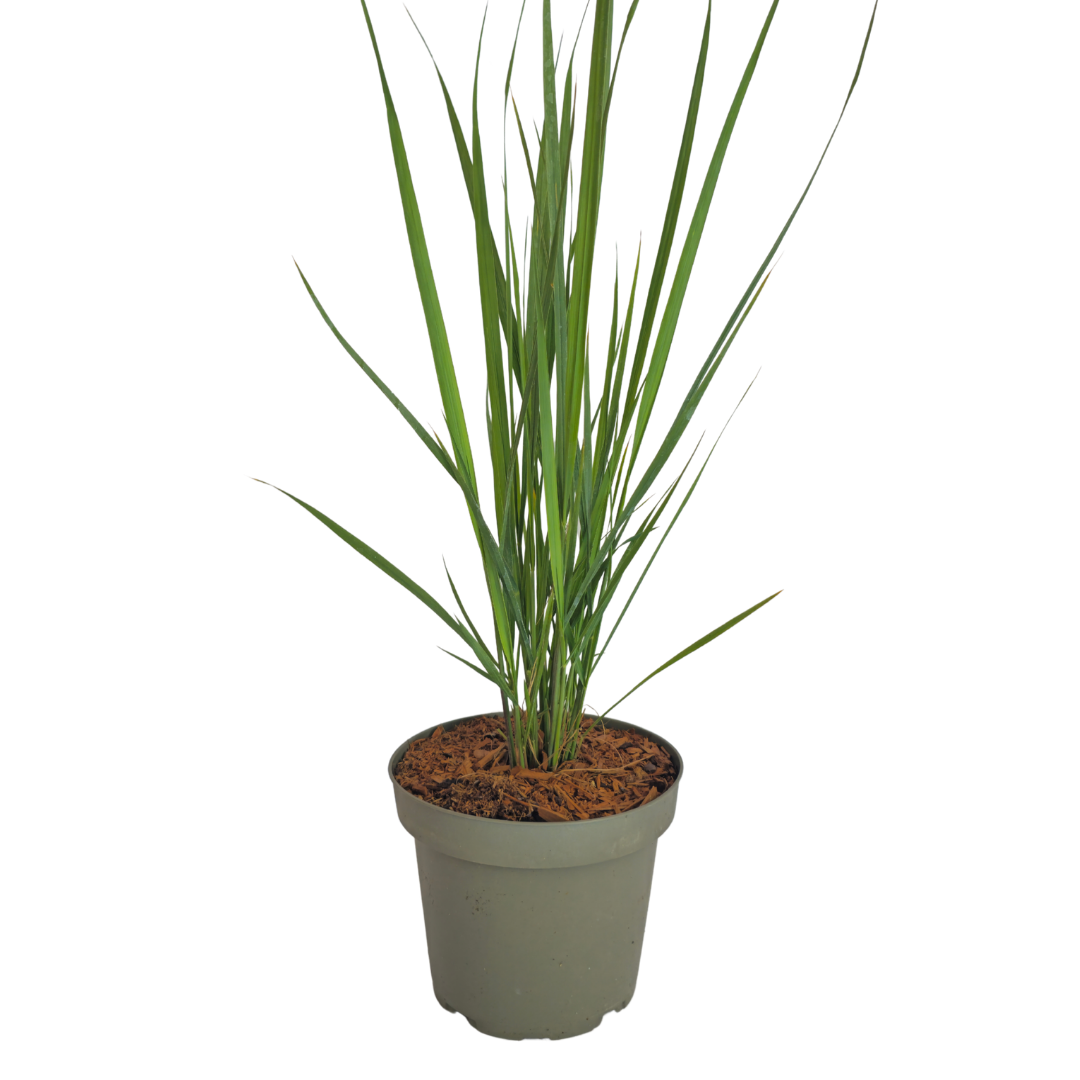 Vingergras Northwind, sterk opgaand siergras, detail van het blad