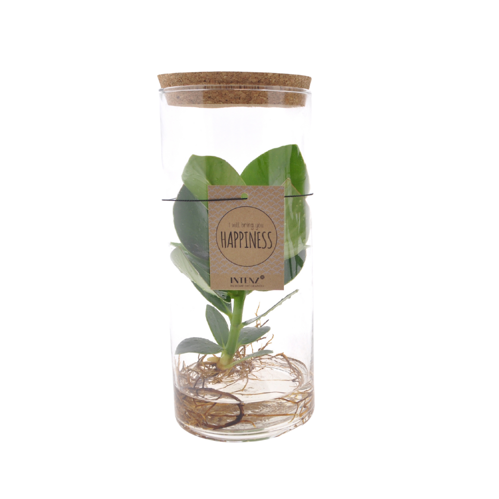 Productfoto van Clusia In Tube Glas M