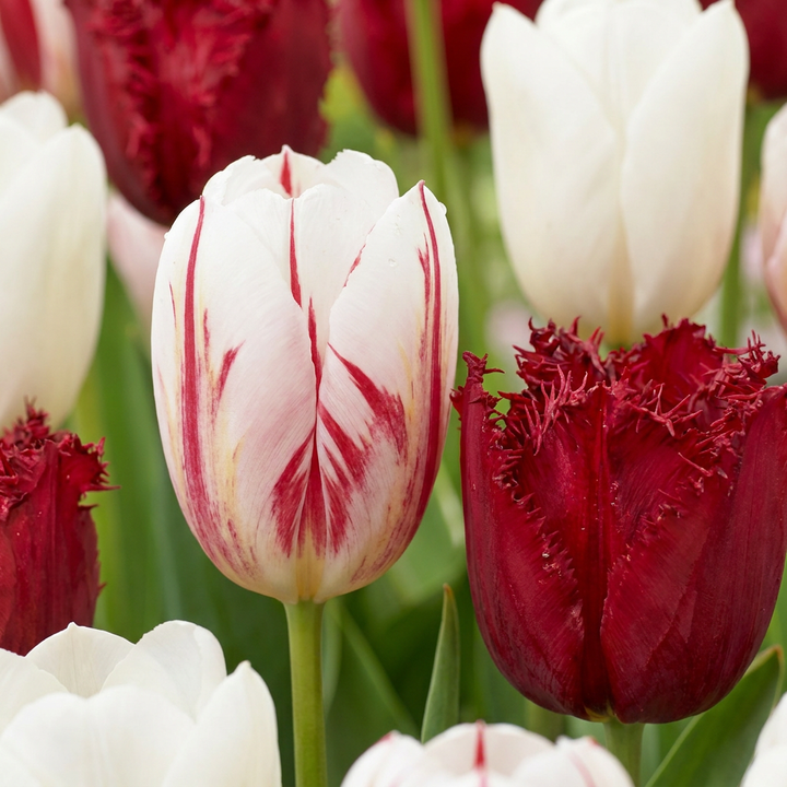 Tulp &
