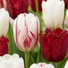 Tulp 'Dutch Design' bloembollen, roze-wit