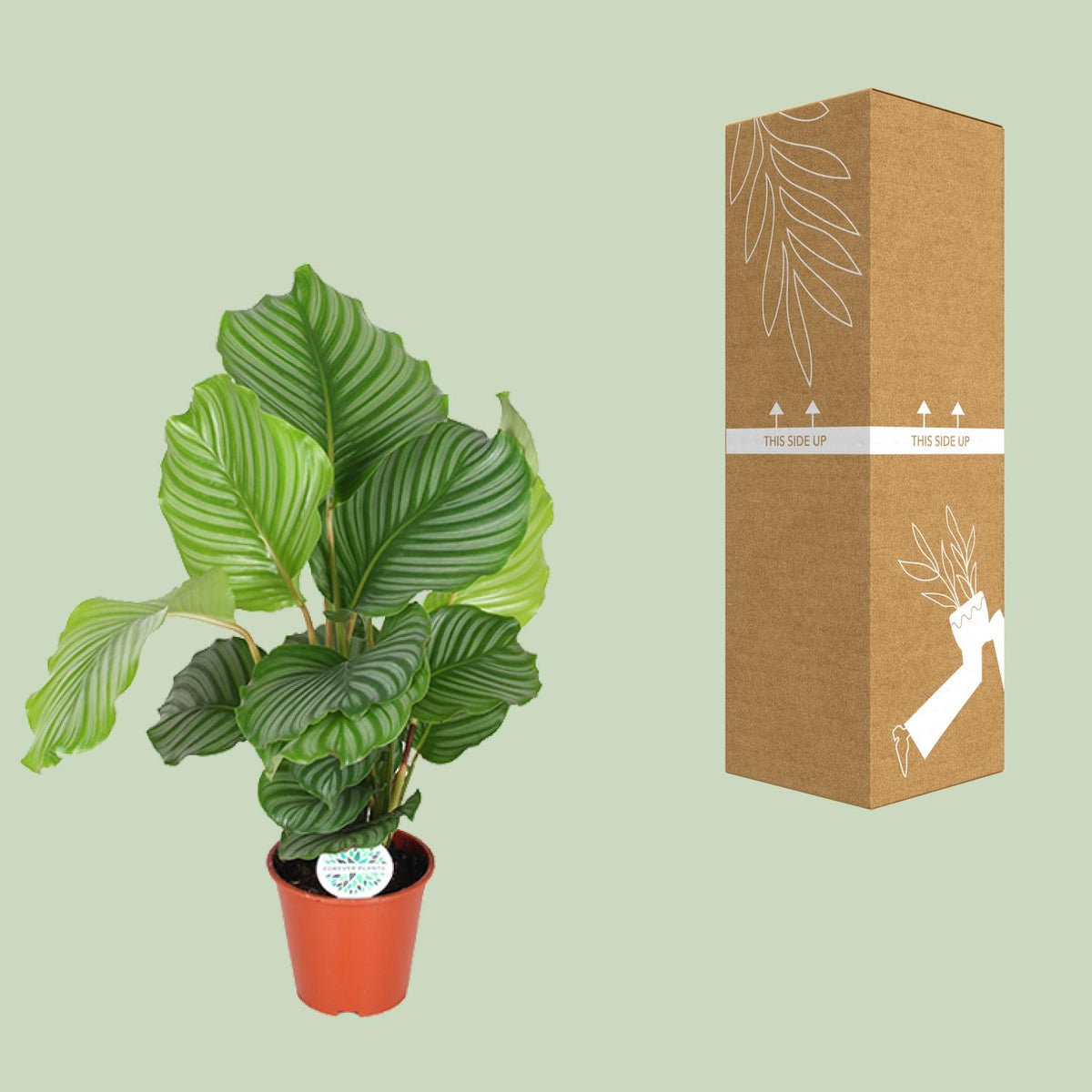 Calathea Orbifolia, kenmerkend blad